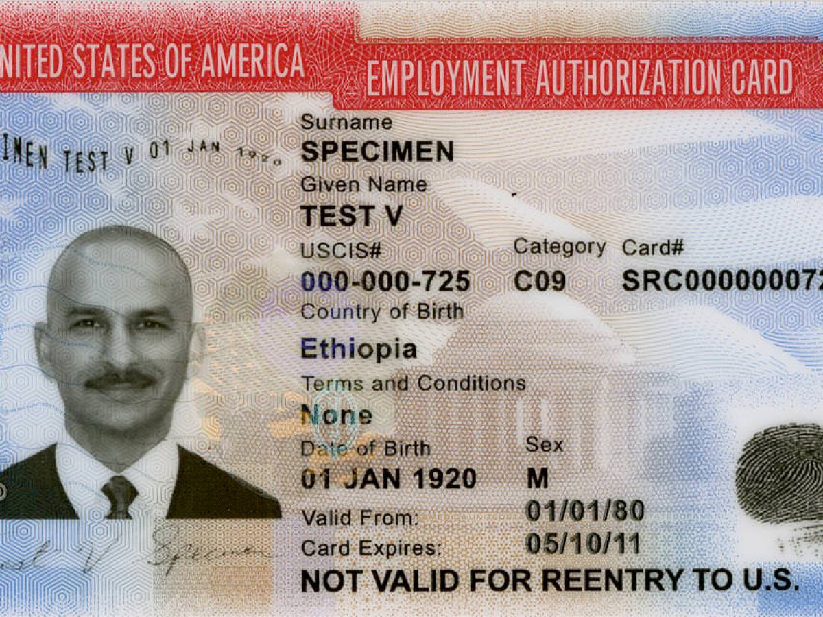 A sample United States Employment Authorization Card featuring a photo of a man on the left and various specimen details, including the surname "SPECIMEN" and given name "TEST V". The top header reads "UNITED STATES OF AMERICA EMPLOYMENT AUTHORIZATION CARD" against a red bar. A fingerprint impression appears in the lower-right corner.